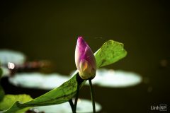 Picture10